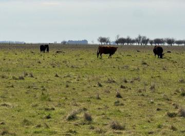 Campo , Rauch · Campo en Venta - 372 Ha en Rauch