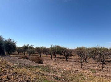 Campo · 1ha · Venta Finca Maipú