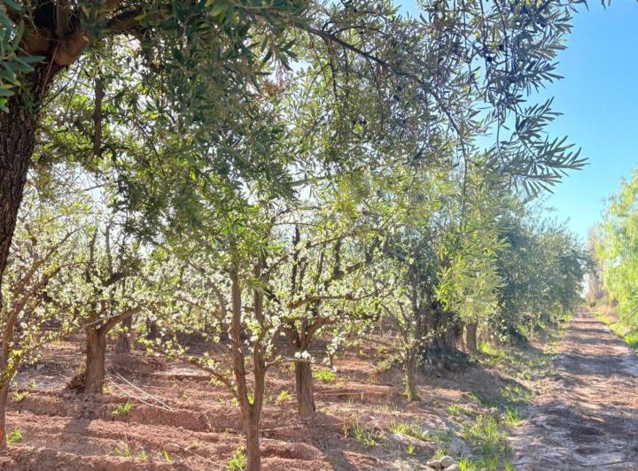 Campo · 1ha
