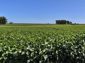 Campo · 332ha · Venta de Campo Agrícola en Soriano