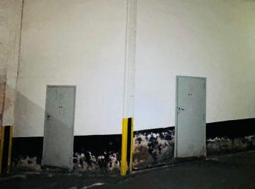 Depósito , Mar del Plata · Se Alquilan Juntas o Separadas