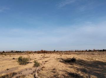 Campo · 55ha · Venta Finca en Real del Padre, San Rafael, Mendoza