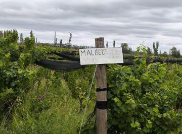 Campo · 180ha · Venta Hermosa Finca Boutique Colonia Española Mdz