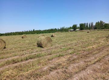Campo , San Rafael · Finca de 18ha en San Rafael