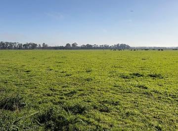 Campo · 312ha · Venta de Campo en Virrey del Pino - 312 Hectáreas