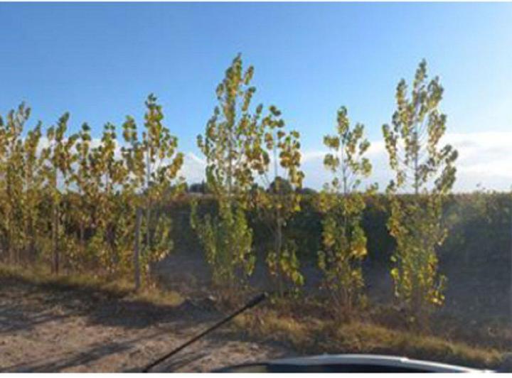 Campo · 1307ha