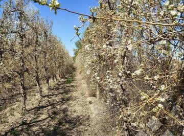 Campo · 115500ha · 6 Ambientes · 2 Cocheras · Venta 11,7 Ha Chacra Productiva Sobre Ruta 65 - Fernández Oro - Río Negro