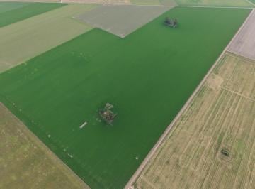 Campo · 31ha · Campo Agricola en Acebal con 31 Ha