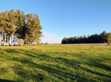 Campo · 8ha · Venta de Chacra 8 Ha en Paysandu