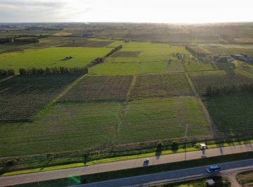 Campo · 60ha · Venta Predio Rural 60 Hás Sobre Ruta 5