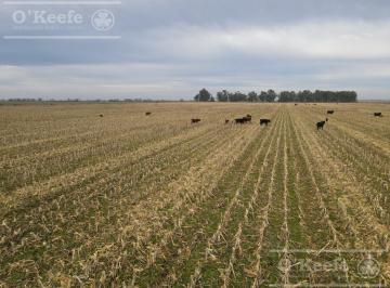 Campo · 166ha · Campo en Venta de 166 Has en Carlos Tejedor