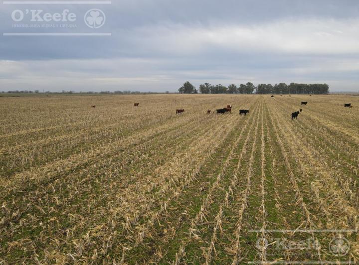 Campo · 166ha