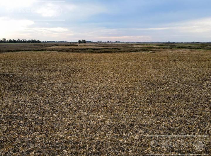 Campo · 381ha