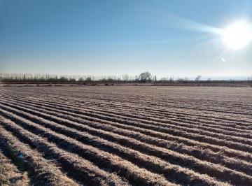 Campo · 11ha · Finca en Venta Valle de Uco Nogales, Forrajeria