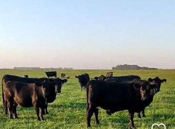 Campo · 127ha · Campo Ganadero Mixto 127 Has Villegas Cañada Seca