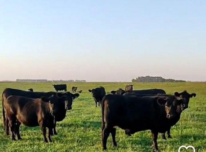 Campo · 127ha