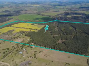 Campo · 85ha · Venta de Campo de 85 Hectáreas en Paso Antolín, Colonia
