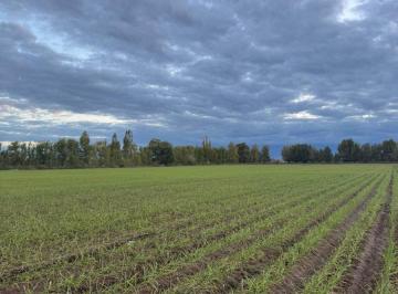 Campo · 142ha · Venta de Finca/campo en Tunuyan