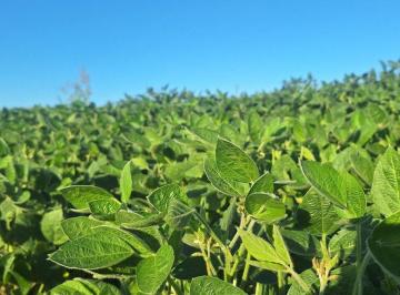 Campo · 272784ha · Venta Campo Agricola Arocena