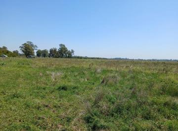 Campo · 82ha · Campo en Venta en Alejandro Korn