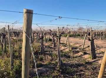 Campo en Venta · Vende Finca Agrícola en San Martín, Mendoza - Excelente Oportunidad de Inversión