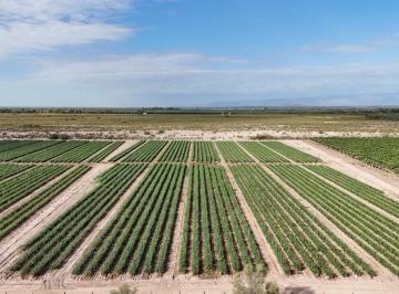 Campo · 20ha · Campo Agricola en Venta de 20 Has, Sarmiento