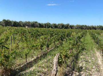 Terreno , Maipú · Vendo Finca y Bodega, Maipu