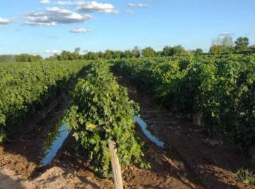 Campo · 150m² · Century21 López Ofrece a La Venta Finca Productiva en Montecaseros, San Martín, Mendoza.