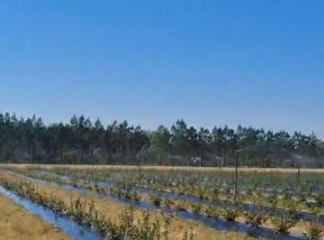 Campo , Uruguay · Oportunidad Unica! Venta Chacra Productiva de 50 Hectáreas – Salto, Uruguay