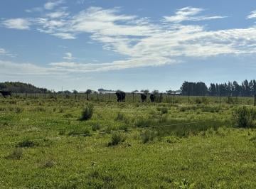 Campo · 100m² · Campo en El Pino