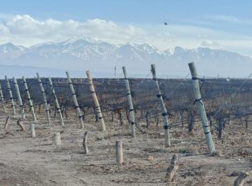 Quinta vacacional · 375000m² · Inmoestate Vende Fincas Productivas en Ugarteche, Lujan de Cuyo, Mendoza