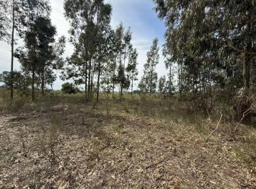 Campo · 4ha · Chacra en Venta - 4 Ha - Canelon Chico