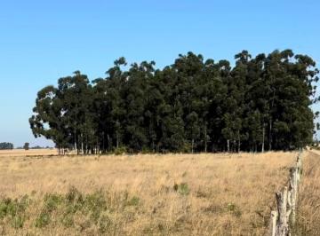 Terreno · 8000m² · Lote en Venta Cerca de Laguna Pucu