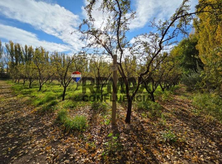 Campo · 100580ha