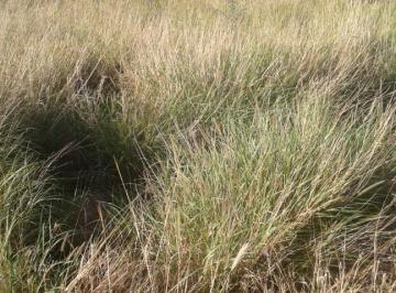 Campo · 5900m² · 1 Ambiente · Vendo Campo en Chañar, La Rioja