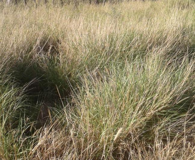 Campo · 5900m² · 1 Ambiente