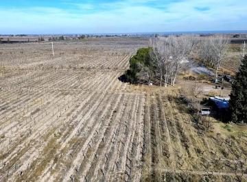 Campo , La Central · Finca de 74ha en La Central Rivadavia, Pozos y Goteo