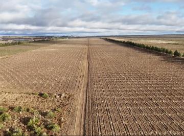 Terreno , Santa Rosa · Finca de Pistacho en Venta