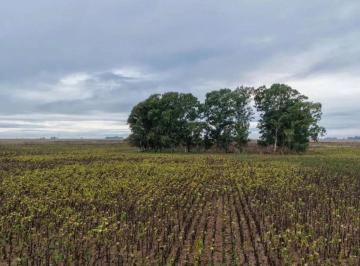Campo , Benito Juárez · Campo Mixto de 480 Hectáreas en Venta – Benito Juárez, Buenos Aires