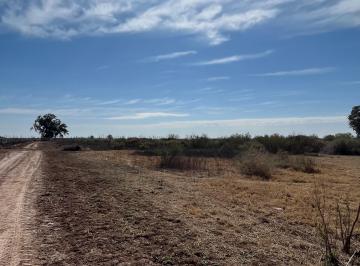 Campo , Lavalle · Se Venden 2 Fincas Contiguas en Las Violetas, Lavalle, Mendoza