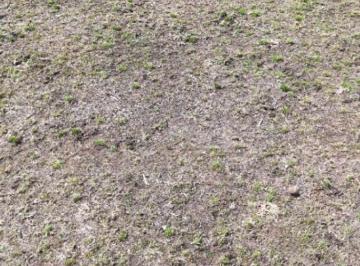 Campo , Saladillo · Campo en Venta de 68 Hectáreas Ubicado en Saladillo
