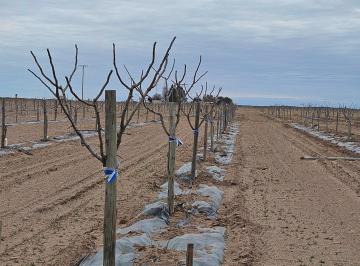 Terreno , San Martín · Finca de Pistachos Desde 6 Años de Implantadas