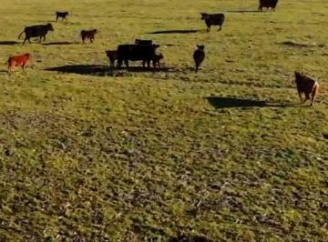 Campo , Las Flores · 316 Ha Mixtas en Las Flores