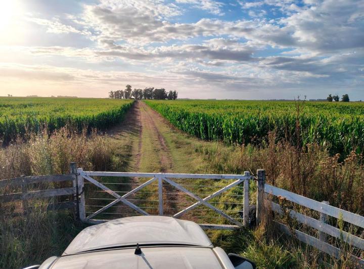 Campo · 207ha