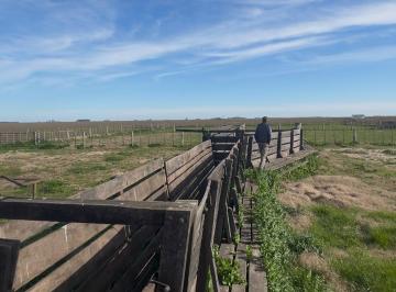 Campo · 4426ha · 4.500 Hectáreas en Alquiler en Alquiler en Pila, Bs As