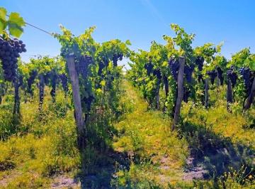 Campo · 12ha · Campo en Venta La Pega Lavalle