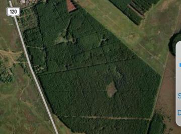 Terreno , Ituzaingó · Se Vende Campo de 650 Ha con 300 Hectearas de Pino Elliotis Cubiertas