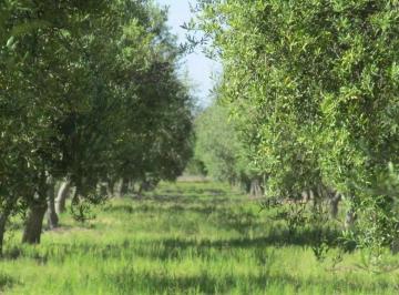 Campo · 22ha · Venta Finca en Produccion en Maipu Para Barrios