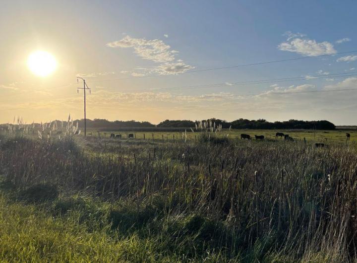 Campo · 40ha
