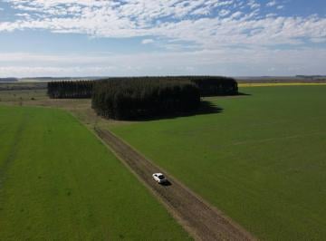 Campo · 268ha · Campo 268 Hect Rio Negro
